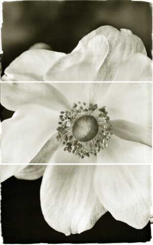 A black and white photo of a flower.