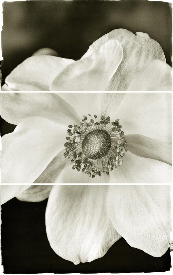 A black and white photo of a flower.