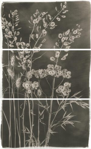 A black and white photo of flowers in the grass.
