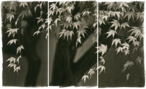A black and white photo of leaves on trees.