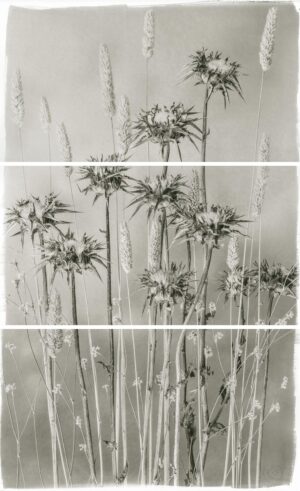 A black and white photo of flowers in the grass.