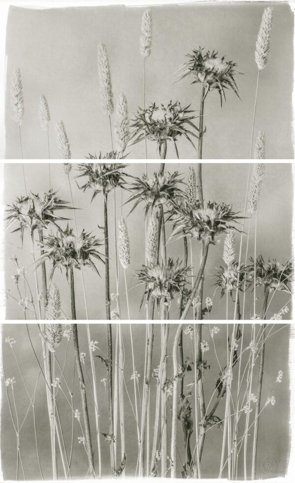 A black and white photo of flowers in the grass.