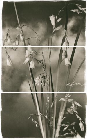 A black and white photo of flowers in the grass.