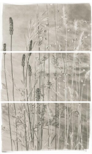 A series of three photographs showing the grass in the wind.