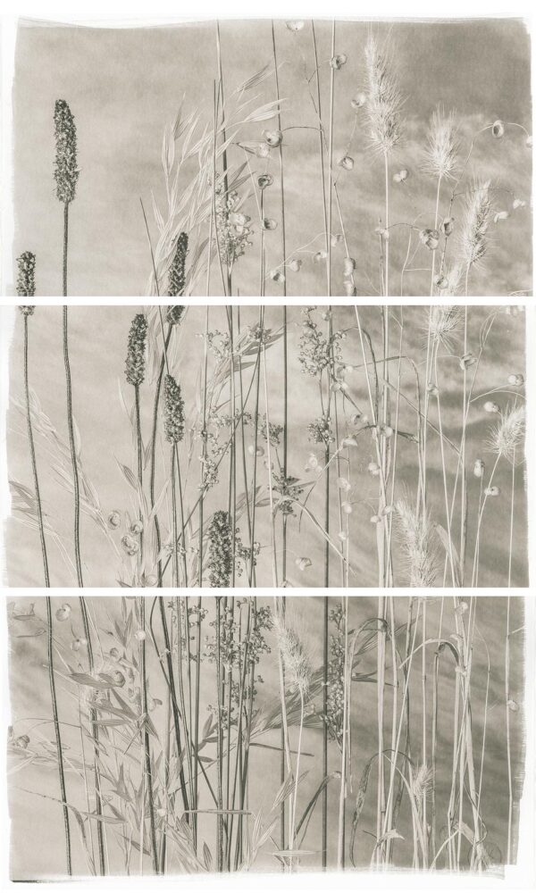 A series of three photographs showing the grass in the wind.