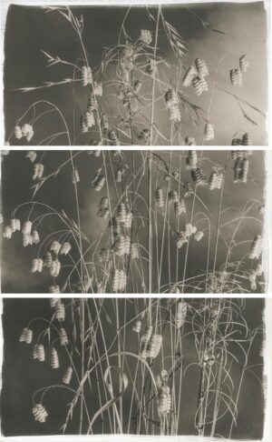 A black and white photo of flowers in the grass.