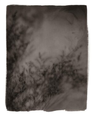 A black and white photo of trees in the fog.