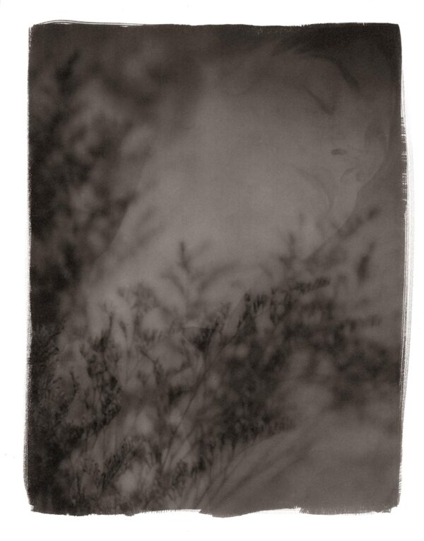 A black and white photo of trees in the fog.