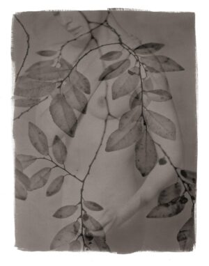 A black and white photo of leaves on the ground.