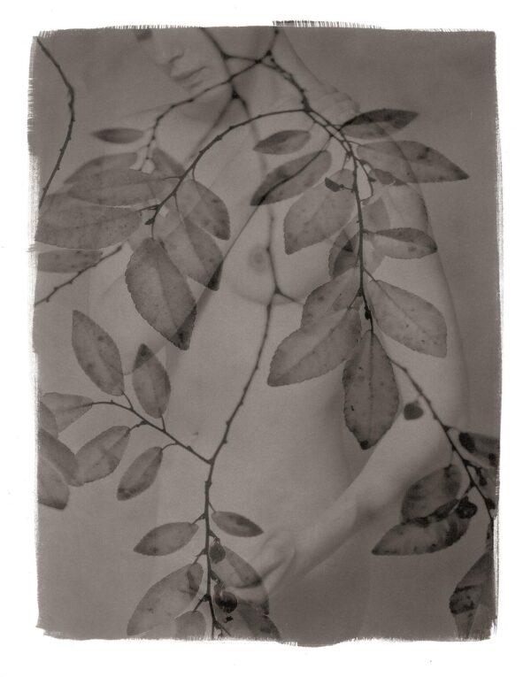 A black and white photo of leaves on the ground.