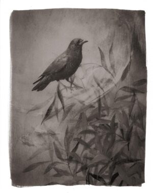 A black bird sitting on top of a tree branch.
