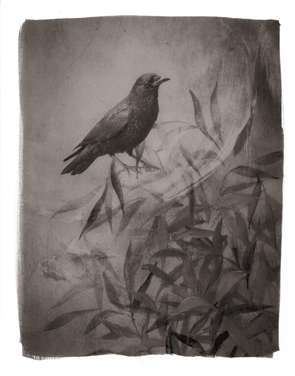 A black bird sitting on top of a tree branch.
