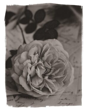 A black and white photo of a flower