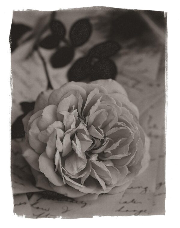 A black and white photo of a flower