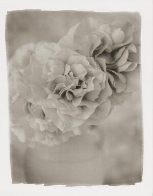A black and white photo of a flower.