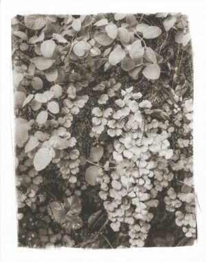 A black and white photo of some plants