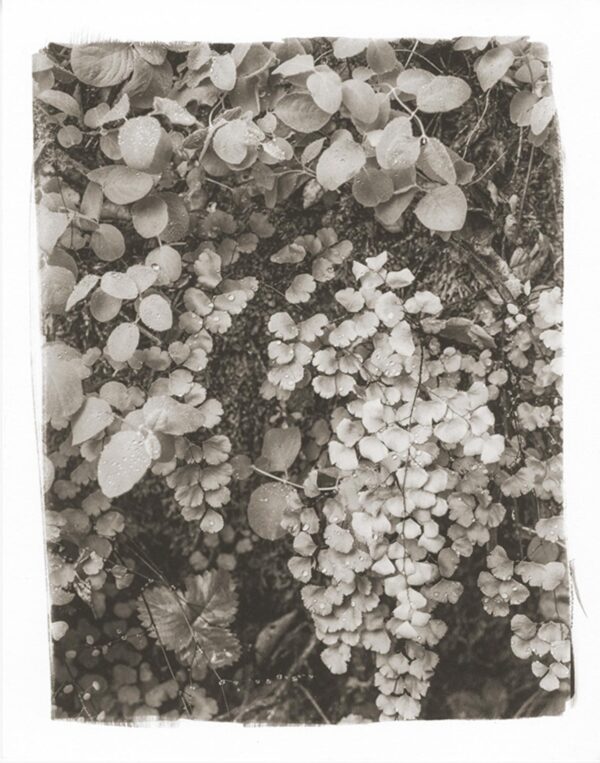 A black and white photo of some plants