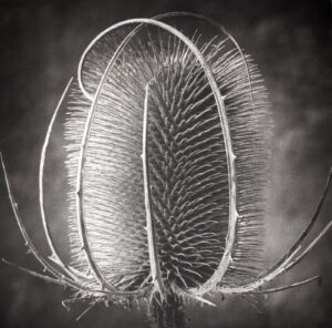 A black and white photo of a plant
