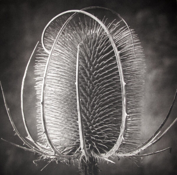 A black and white photo of a plant