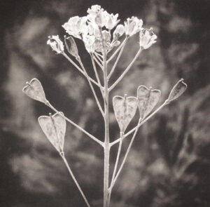 A black and white photo of flowers in the sun.