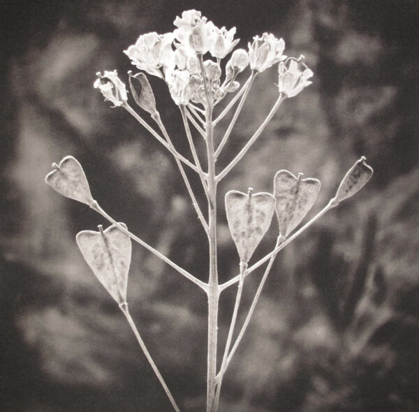 A black and white photo of flowers in the sun.