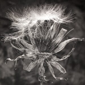 A black and white photo of a dandelion.