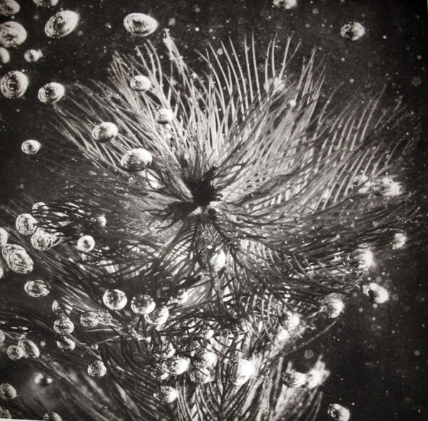 A black and white photo of water droplets on the glass.
