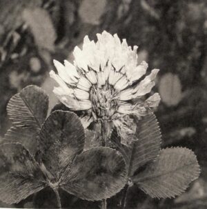 A black and white photo of a flower