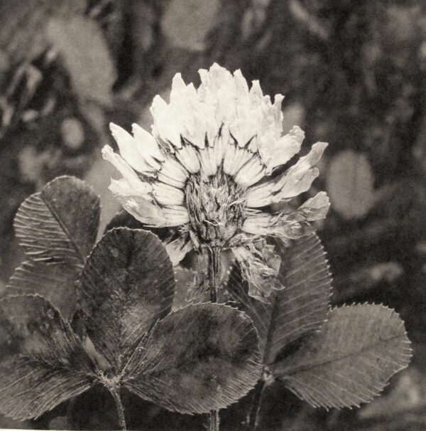 A black and white photo of a flower