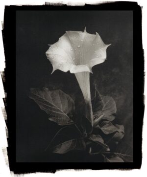 Midnight Garden series