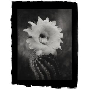 A black and white photo of a cactus