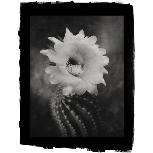A black and white photo of a cactus
