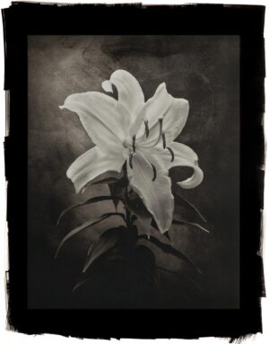 A black and white photo of a flower