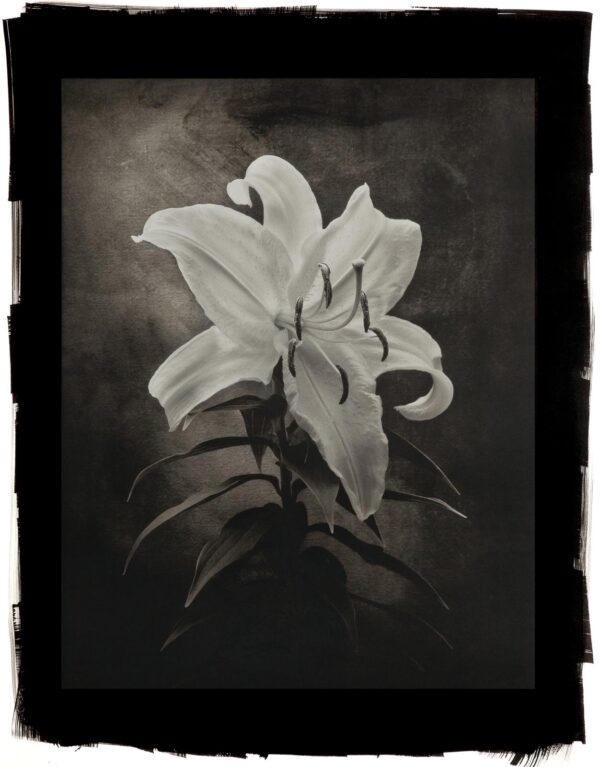 A black and white photo of a flower