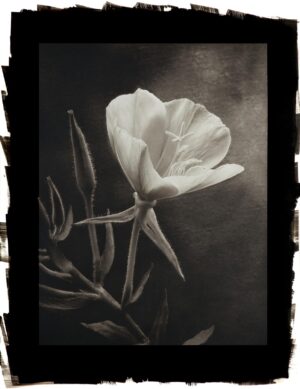A black and white photo of a flower.