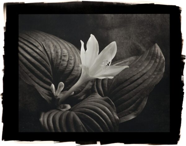 A black and white photo of a flower