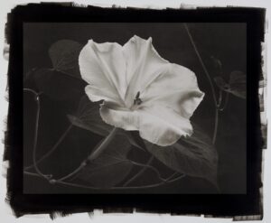 A black and white photo of a flower