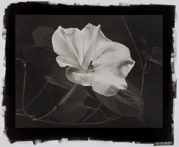 A black and white photo of a flower