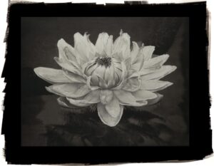 A black and white photo of a water lily.