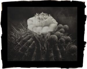 A black and white photo of a cactus