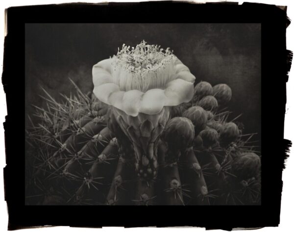 A black and white photo of a cactus