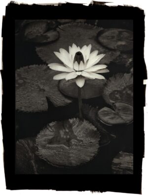 A black and white photo of a water lily