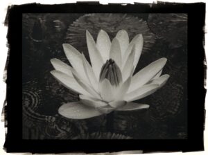 A black and white photo of a water lily.