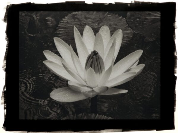 A black and white photo of a water lily.