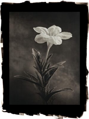A black and white photo of a flower