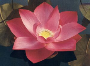 A pink flower with yellow center and green leaves.