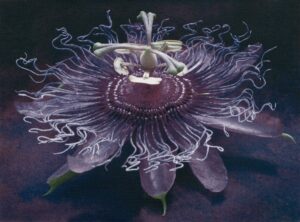 A purple flower with white petals and green stems.
