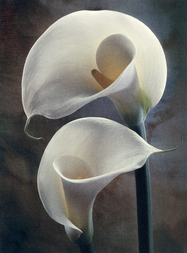 Two white flowers are shown in a painting.