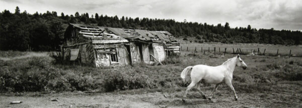 A horse is walking in the grass near an old house.