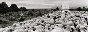 A herd of sheep is standing in the middle of a field.